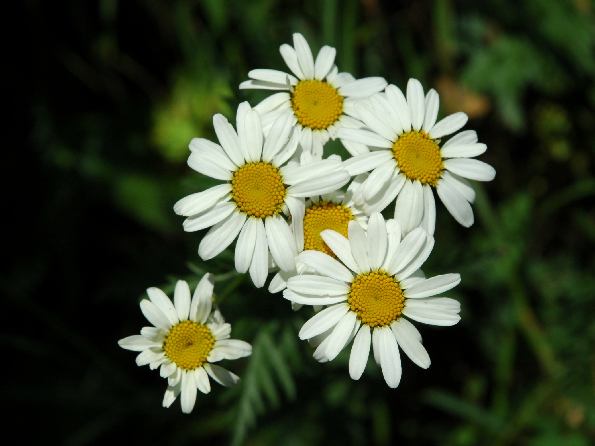 Tanacetum corymbosum